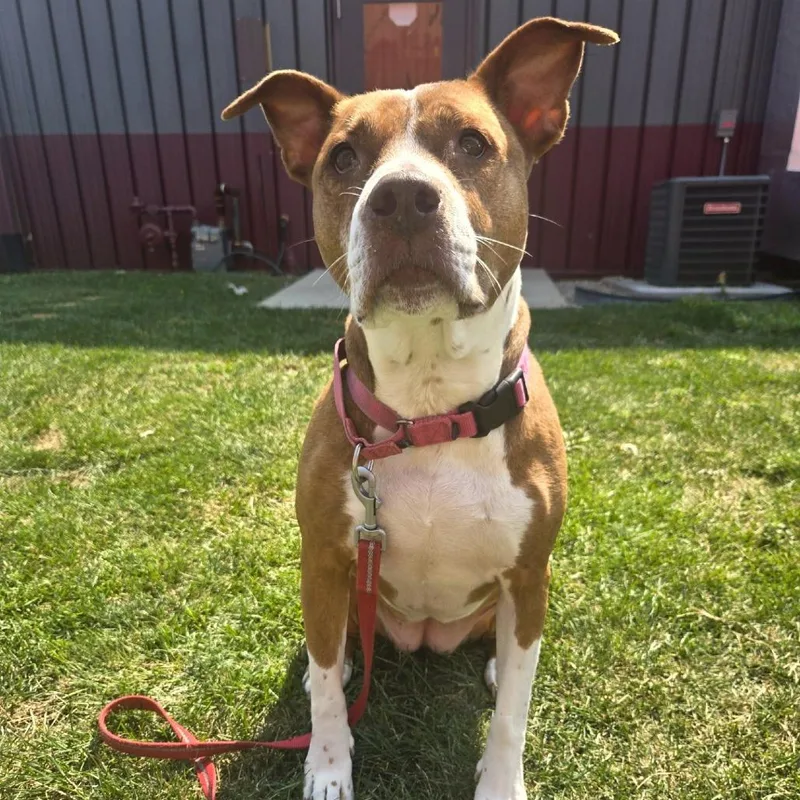 A senior large-sized female Brown / Chocolate Pit Bull Terrier dog named Neena for adoption in Champaign, IL