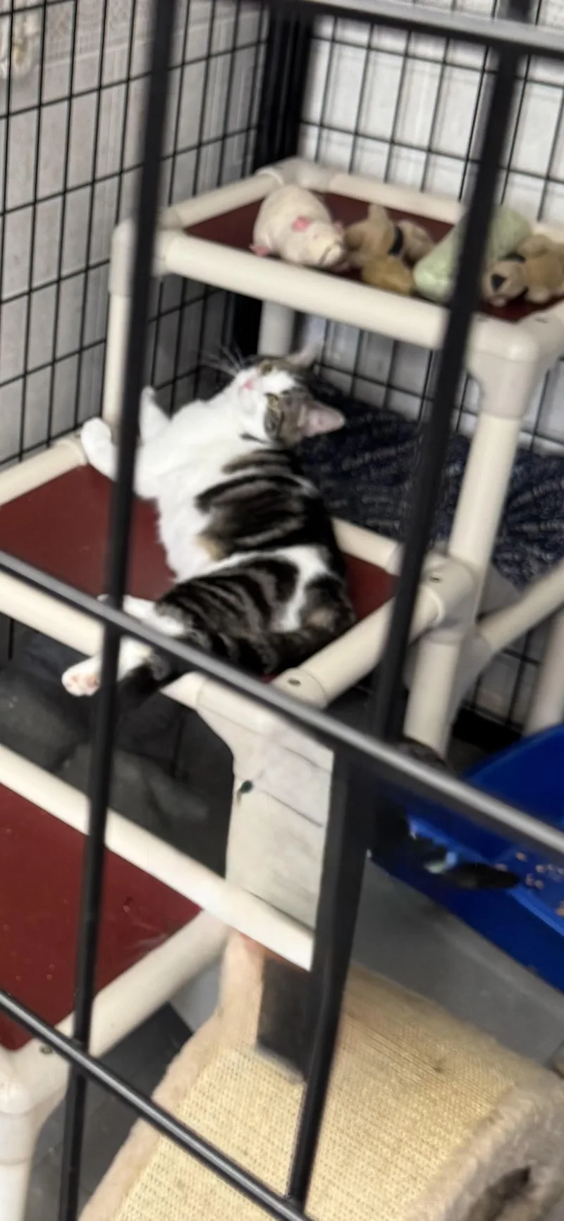 A young small-sized female Black & White / Tuxedo Domestic Short Hair cat named Dorothy Sue for adoption in Hoopeston, IL