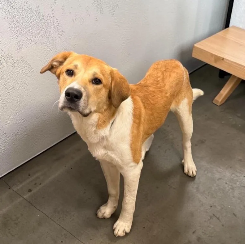 A young large-sized male Golden Great Pyrenees dog named Funky Winkerbean for adoption in Elyria, OH