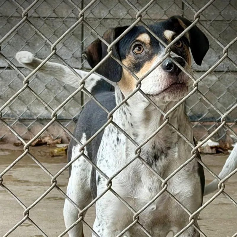 A young medium-sized male White / Cream Boxer dog named Hamilton for adoption in Washington, DC