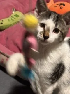 A baby small-sized male Domestic Short Hair cat named F. Scott for adoption in New Woodstock, NY