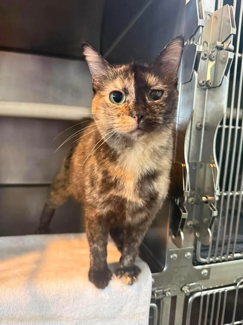 An adult medium-sized female Tortoiseshell Domestic Short Hair cat named Willa for adoption in Myrtle Beach, SC