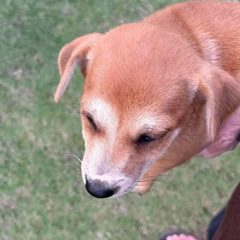 A baby small-sized female Chihuahua dog named Dolly for adoption in Rincon, PR