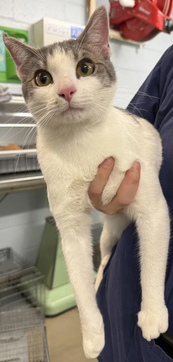 A young medium-sized male Domestic Short Hair cat named Jasper for adoption in Millersville, MD