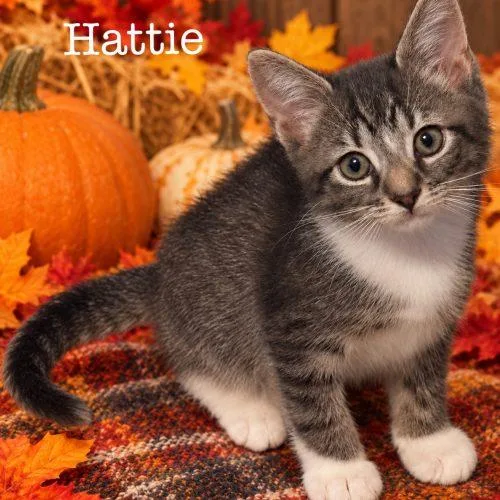 A baby small-sized female Domestic Short Hair cat named Hattie for adoption in Seven Valleys, PA