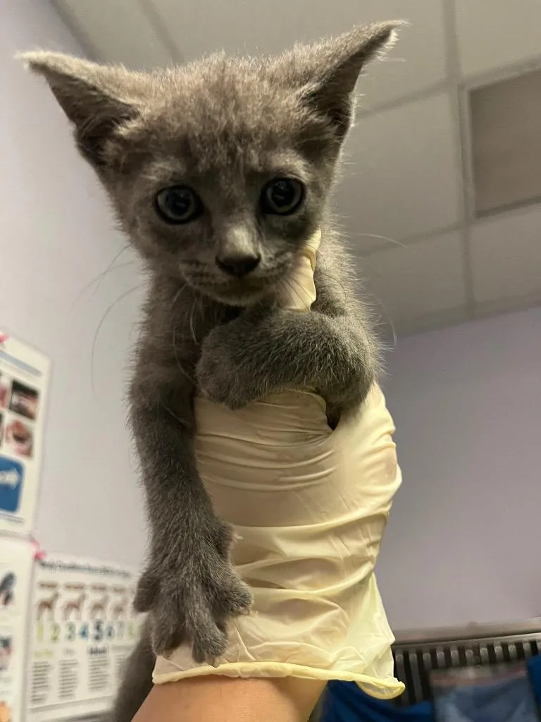 A baby medium-sized female Domestic Short Hair cat named Roo for adoption in New Braunfels, TX