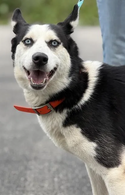 An adult medium-sized female Siberian Husky dog named Luna for adoption in Canfield, OH