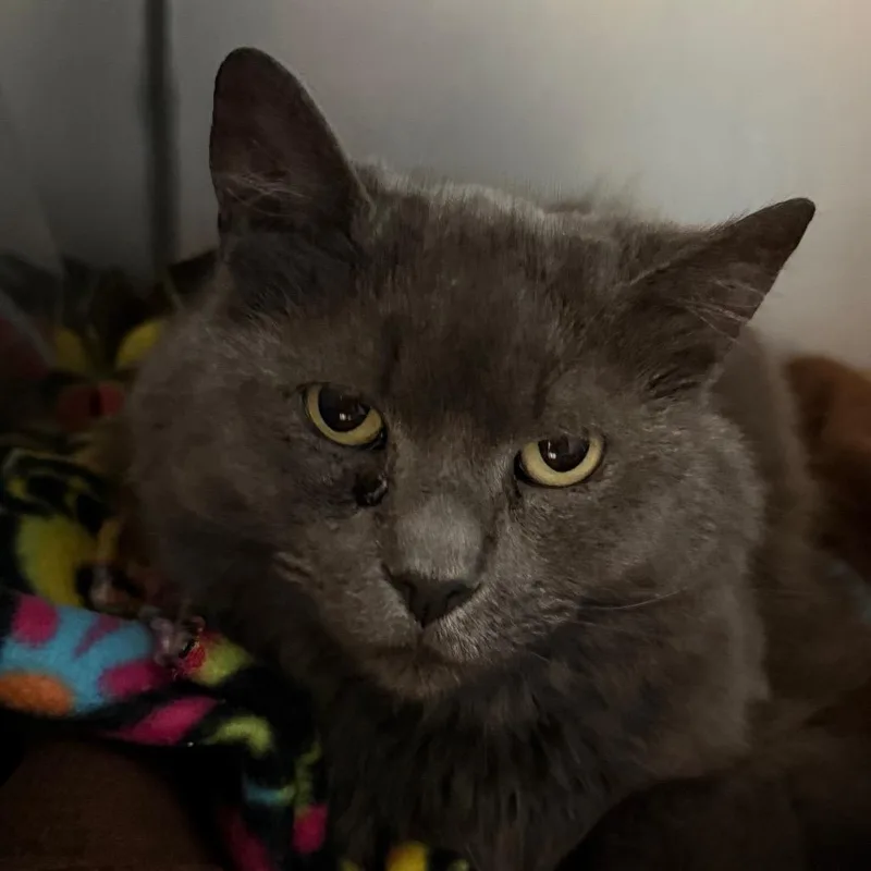 An adult medium-sized female Gray / Blue / Silver Domestic Medium Hair cat named Yacht Rock for adoption in Troy, VA