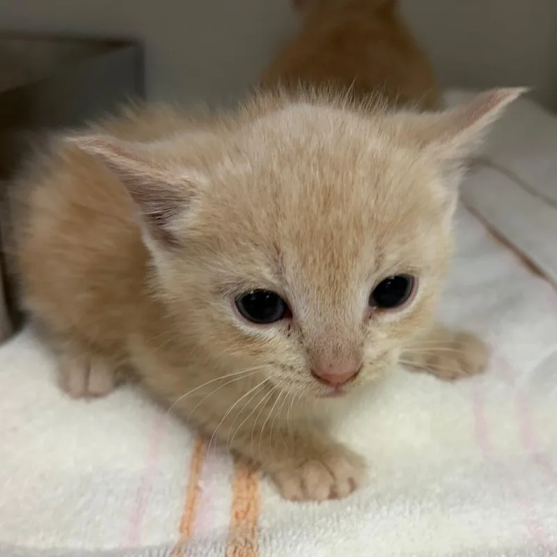 A baby small-sized female Orange / Red Domestic Short Hair cat named 70897 for adoption in Harrisonburg, VA