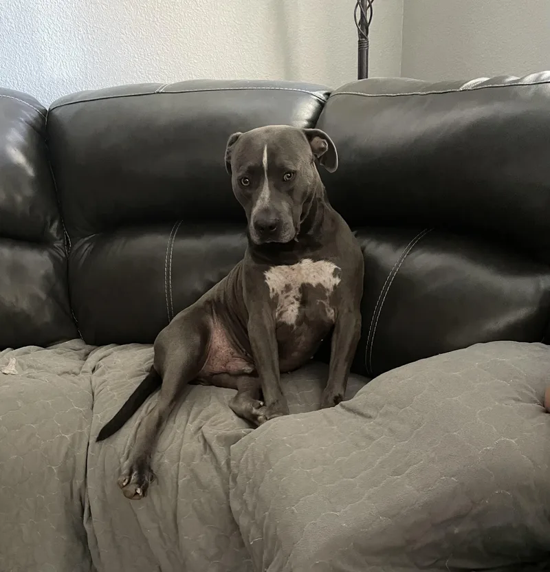 An adult medium-sized male Pit Bull Terrier dog named Frankie for adoption in Martinez, CA