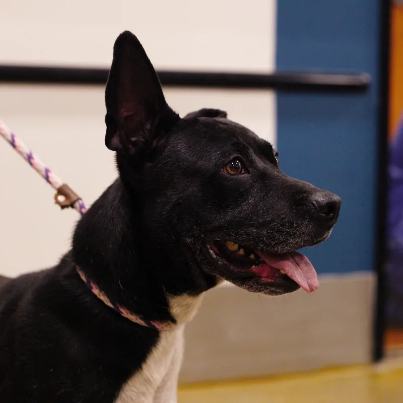 Buddy  Lancashire Heeler thumbnail 3