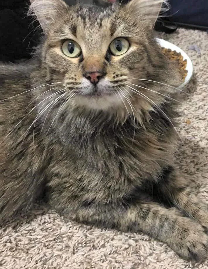 Blueberry thumbnail 2