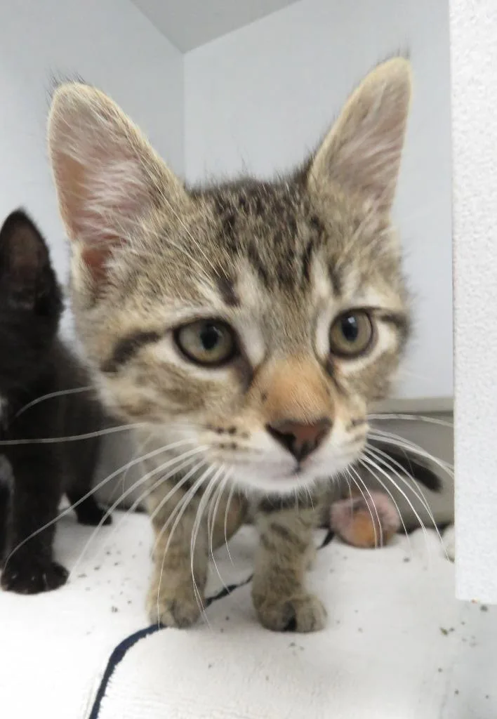 A baby small-sized male Domestic Short Hair cat named Denim for adoption in Van Wert, OH
