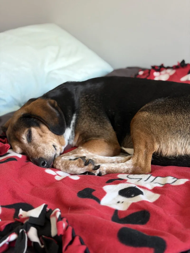 A senior medium-sized female Beagle dog named Shye for adoption in Wheaton, IL