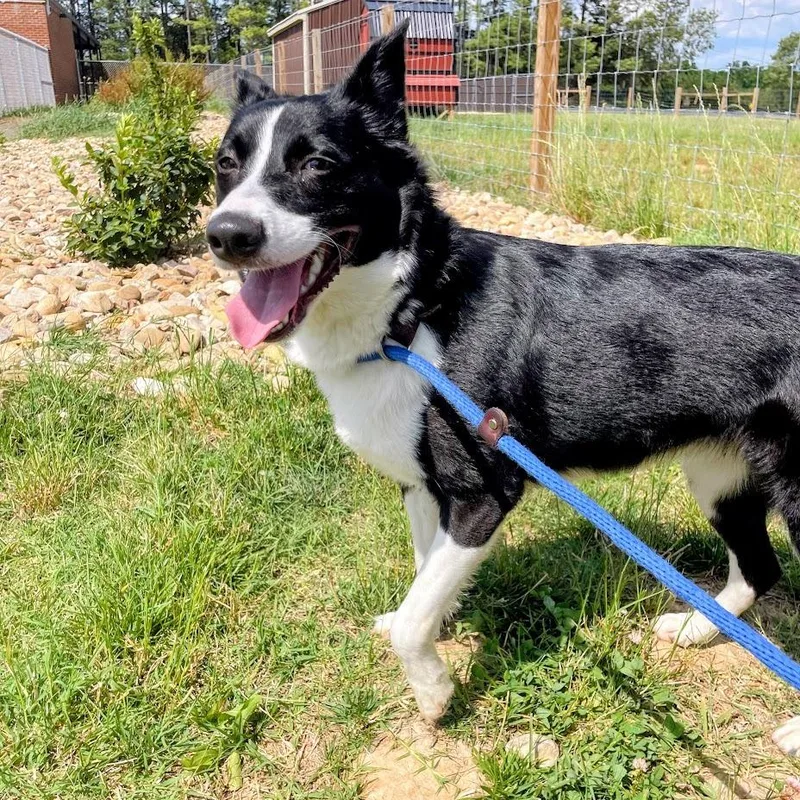 A young medium-sized female Black Border Collie dog named Mocha Latte for adoption in Lyndhurst, VA