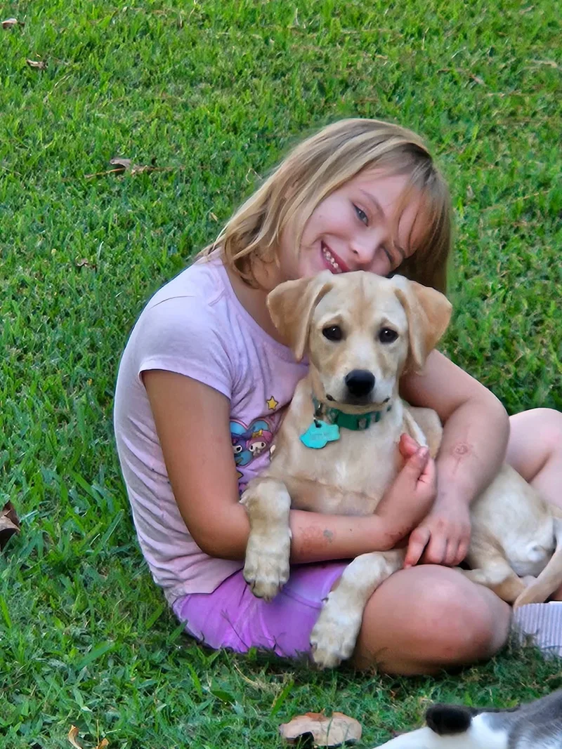 A young medium-sized female Labrador Retriever dog named Indy for adoption in Houston, TX