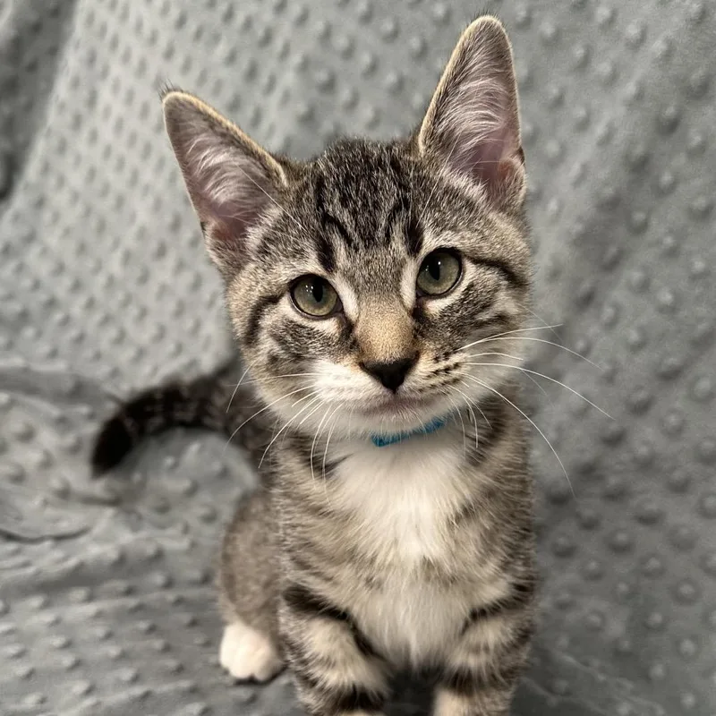 A baby small-sized male Brown / Chocolate Domestic Short Hair cat named Checkers Baxter for adoption in Eagle Mountain, UT