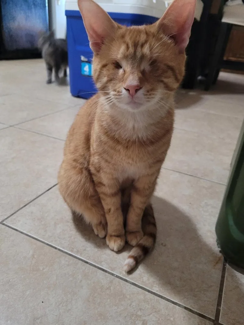 An adult medium-sized male Domestic Short Hair cat named Sunlight for adoption in Plano, TX