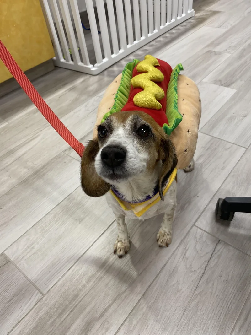 An adult small-sized female Tricolor (Brown, Black, & White) Beagle dog named Olga for adoption in Maidens, VA