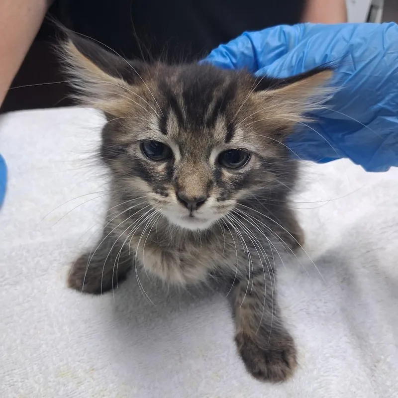 A baby small-sized male Brown / Chocolate Domestic Short Hair cat named Fozzie for adoption in Summerville, SC