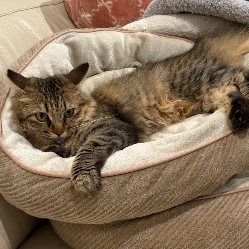 An adult small-sized female Brown / Chocolate Domestic Medium Hair cat named Roxanne for adoption in Los Angeles, CA