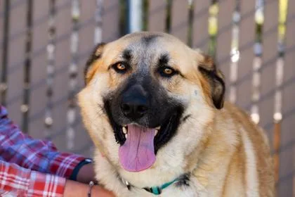An adult large-sized female Yellow / Tan / Blond / Fawn Anatolian Shepherd dog named Amelia for adoption in Santa Cruz, CA