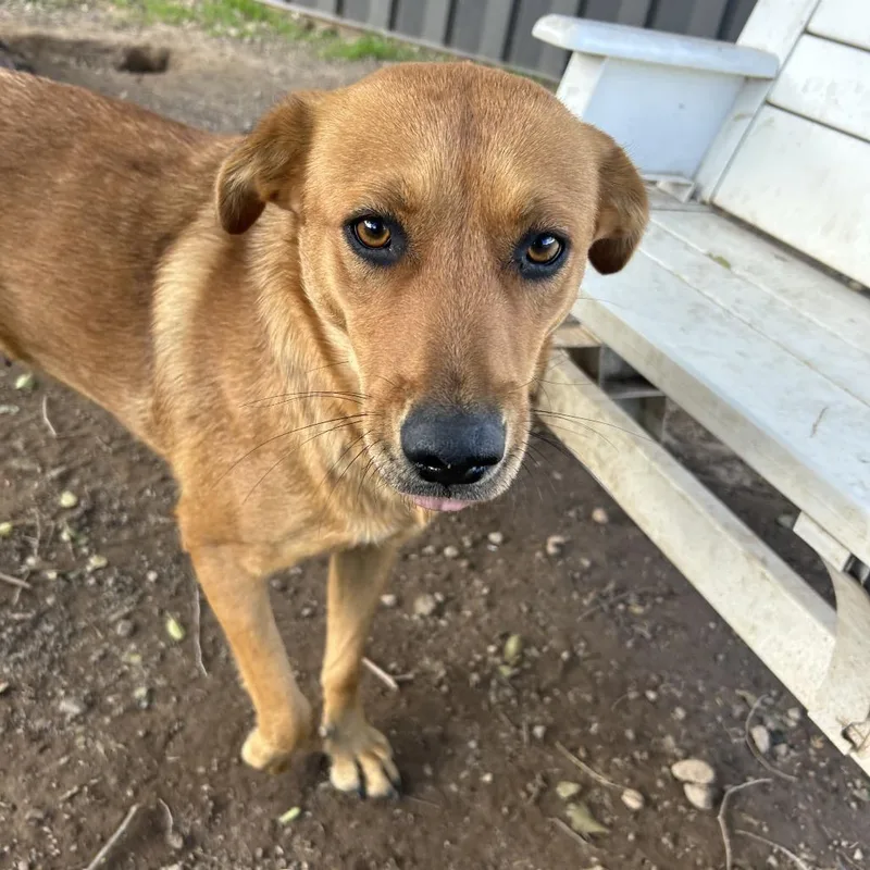 An adult medium-sized female Labrador Retriever dog named Rezzi for adoption in Flagstaff, AZ