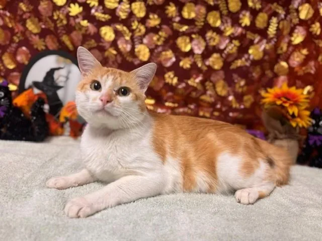 An adult medium-sized male Domestic Short Hair cat named Ronny for adoption in Fairfield, CA