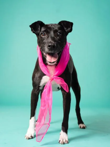 A senior medium-sized female Mixed Breed dog named Southpaw for adoption in Atlanta, GA