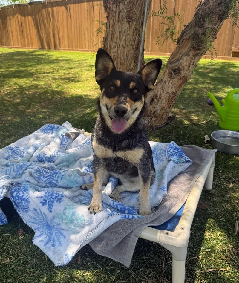 A young small-sized female Tricolor (Brown, Black, & White) Australian Cattle Dog / Blue Heeler dog named Cookie for adoption in Temecula, CA