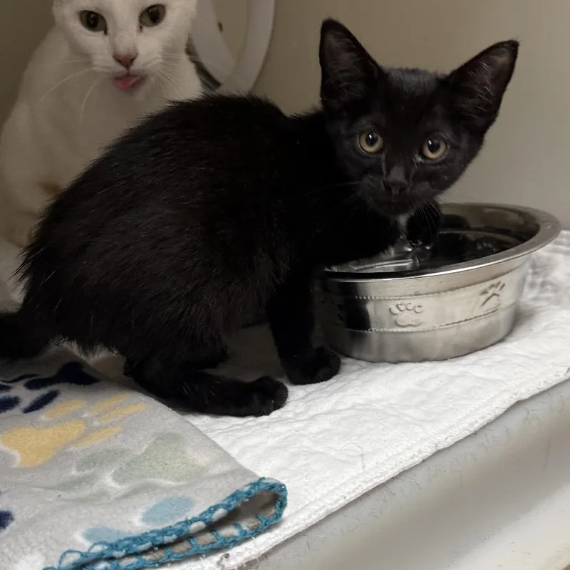 A baby small-sized female Domestic Short Hair cat named Cocoa for adoption in Caryville, TN