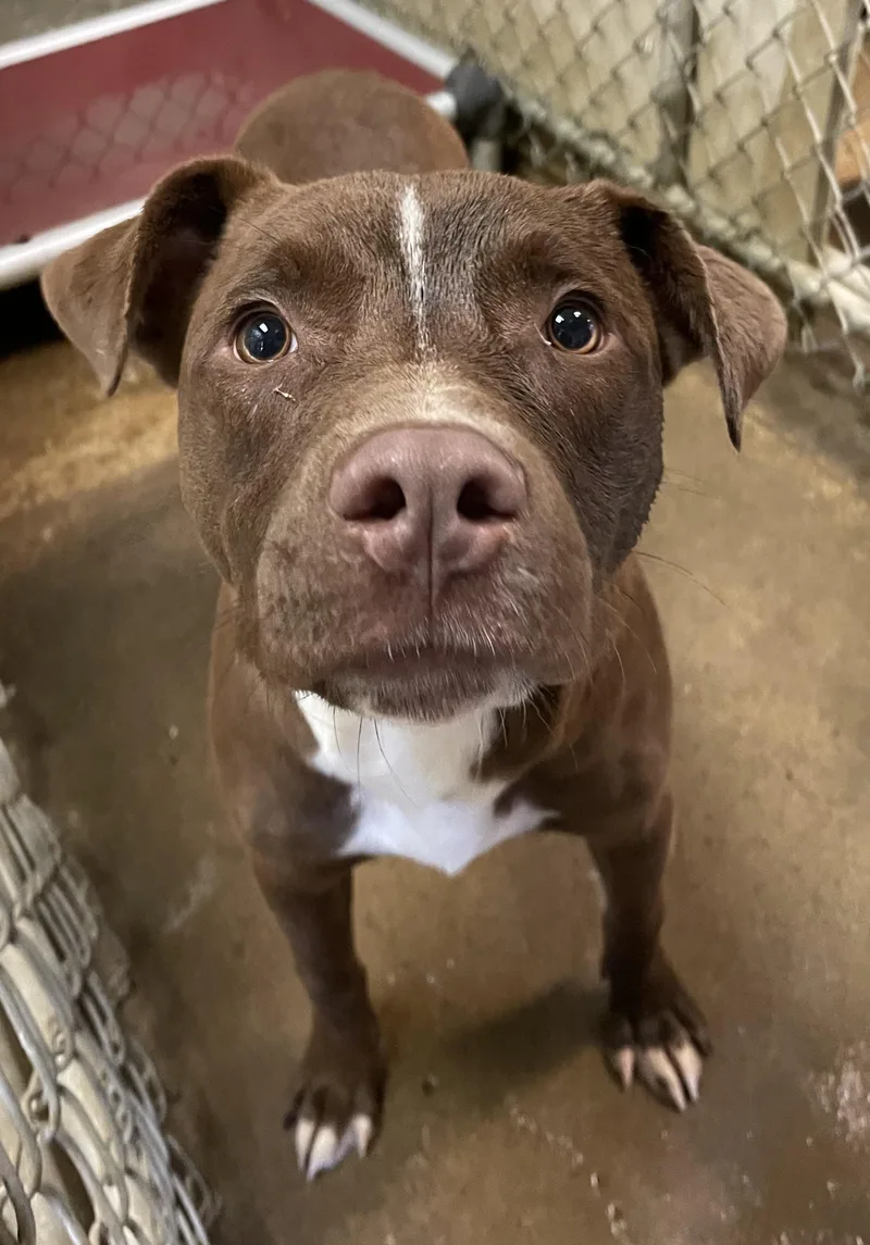 A young medium-sized male Brown / Chocolate Pit Bull Terrier dog named Willoughby Hold for adoption in Canton, OH
