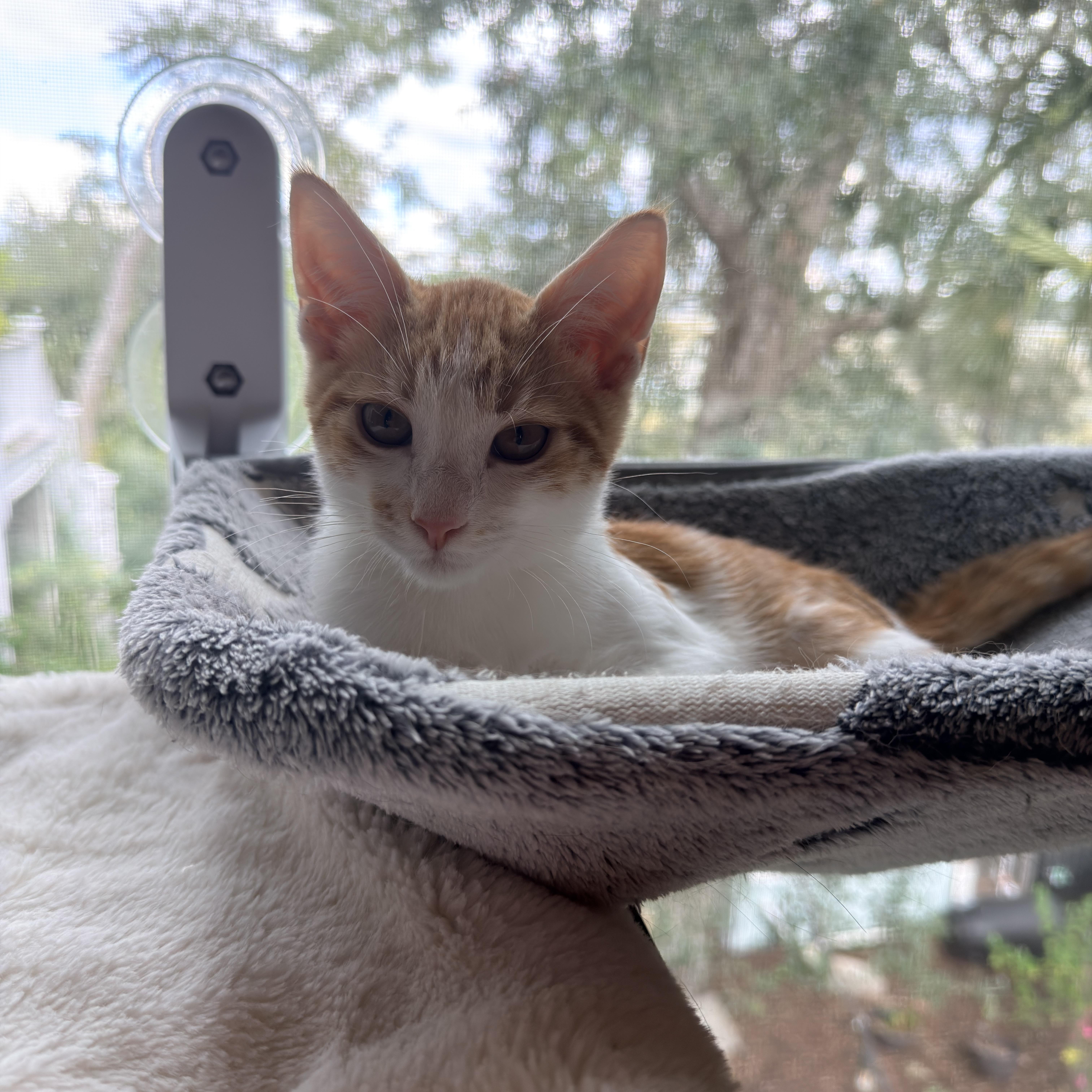 A baby medium-sized male Orange & White Domestic Short Hair cat named Nutter Butter for adoption in Mount Pleasant, SC