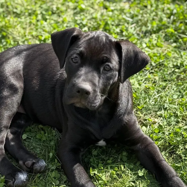 A baby small-sized female Retriever dog named Buckbeak for adoption in Pittsford, VT