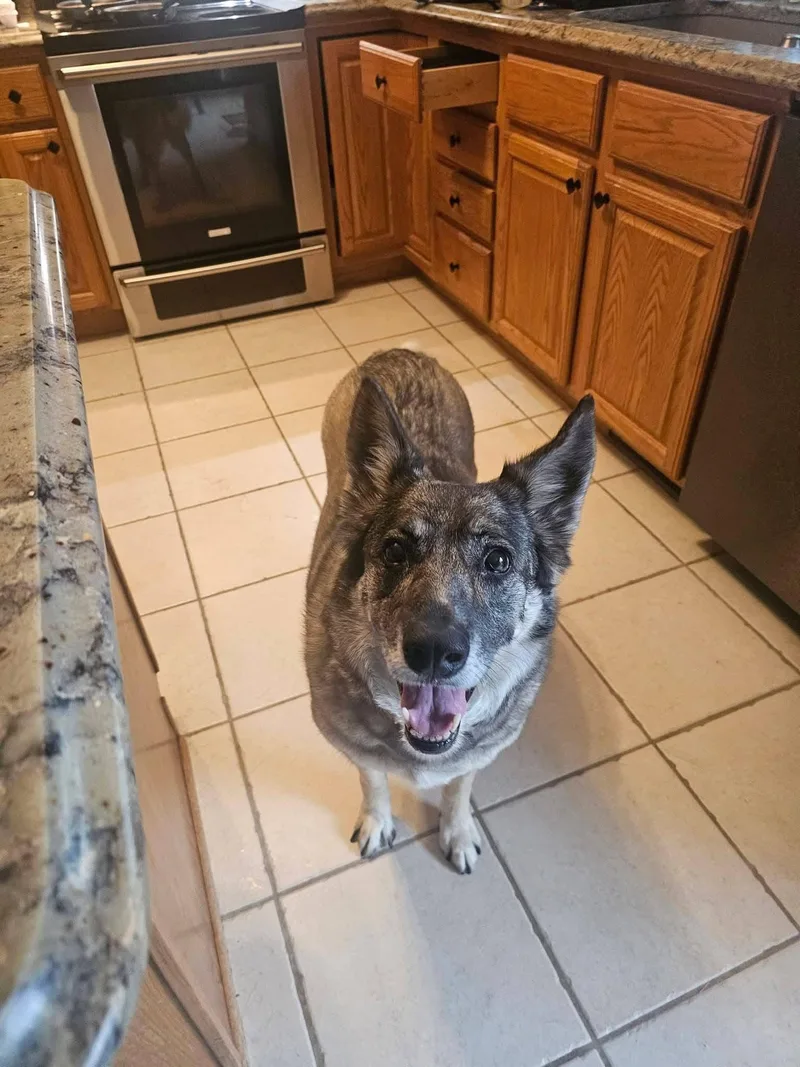 An adult large-sized female German Shepherd Dog dog named Josie for adoption in New London, WI