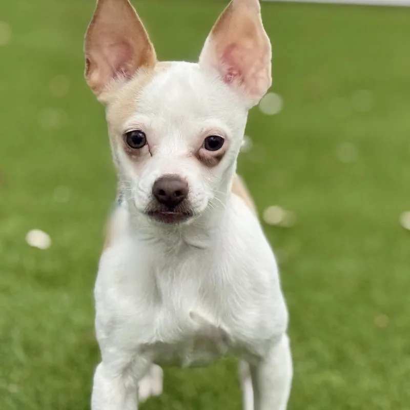 An adult small-sized male White / Cream Chihuahua dog named Hokey Pokey  Spotted for adoption in Hondo, TX