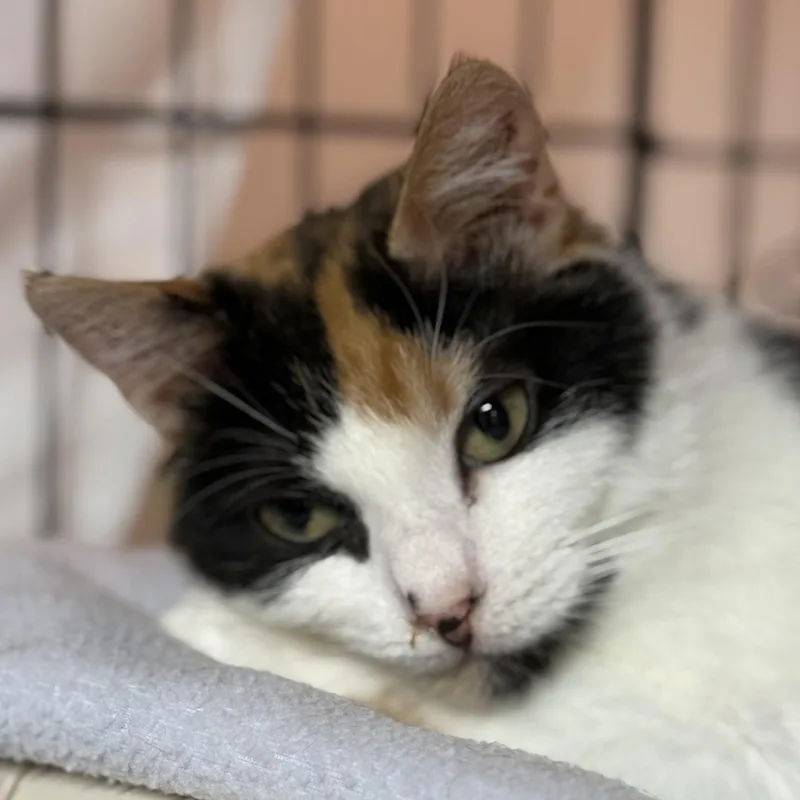 A senior medium-sized female Calico cat named L.v. for adoption in East Amherst, NY