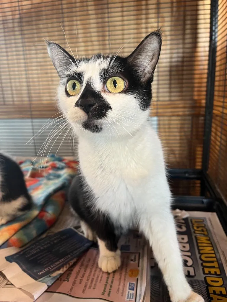 An adult medium-sized female Domestic Short Hair cat named Kiki for adoption in Peru, NY