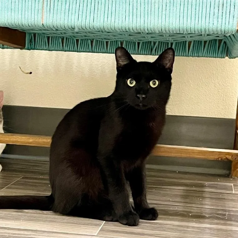 An adult medium-sized male Black Domestic Short Hair cat named Beau for adoption in Las Vegas, NV