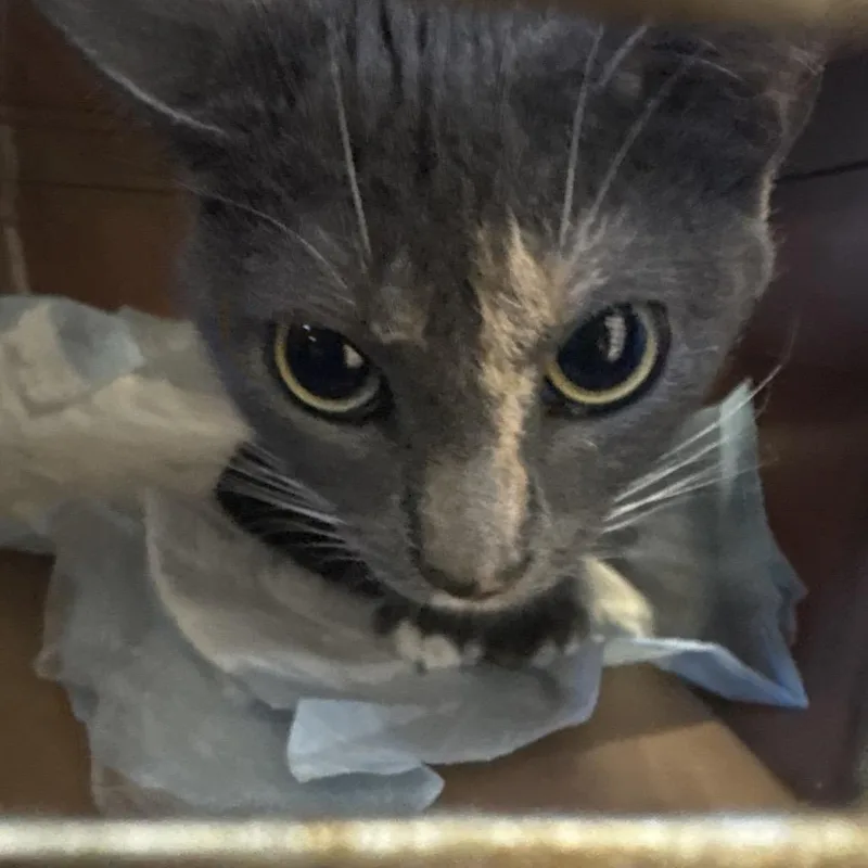 A young small-sized female Gray / Blue / Silver Domestic Short Hair cat named Peaches for adoption in West Palm Beach, FL