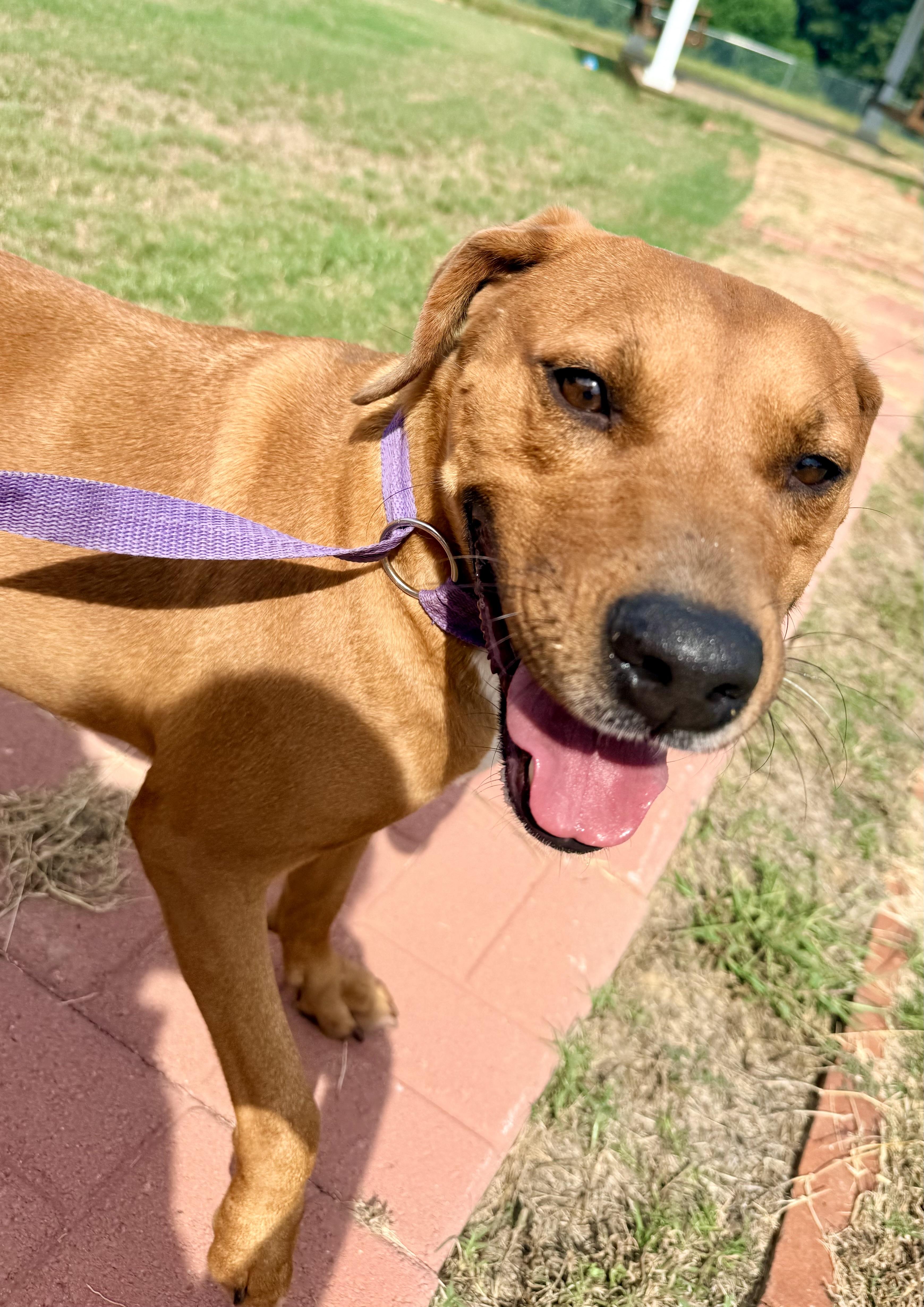 A young medium-sized male Mixed Breed dog named Moose for adoption in Springhill, LA