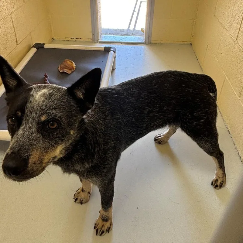 A young medium-sized male Black Australian Cattle Dog / Blue Heeler named Ozzie for adoption in Falmouth, KY