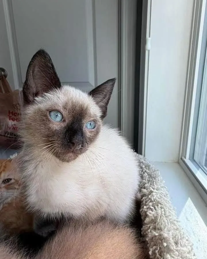 A baby medium-sized female Chocolate Point Siamese cat named Gracie for adoption in Aberdeen, NC