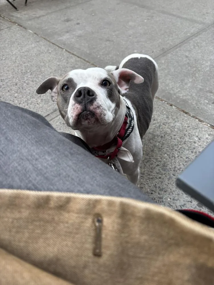 An adult medium-sized female Pit Bull Terrier dog named Tink for adoption in Manhattan, NY