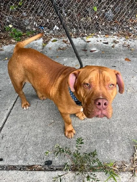A young large-sized male American Bulldog dog named Bruno for adoption in Miami, FL