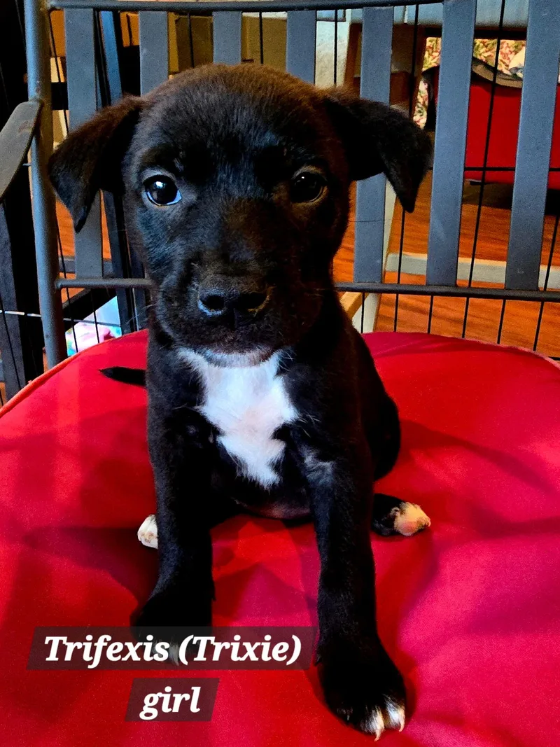 A baby small-sized female American Staffordshire Terrier dog named Trifexis for adoption in Winder, GA