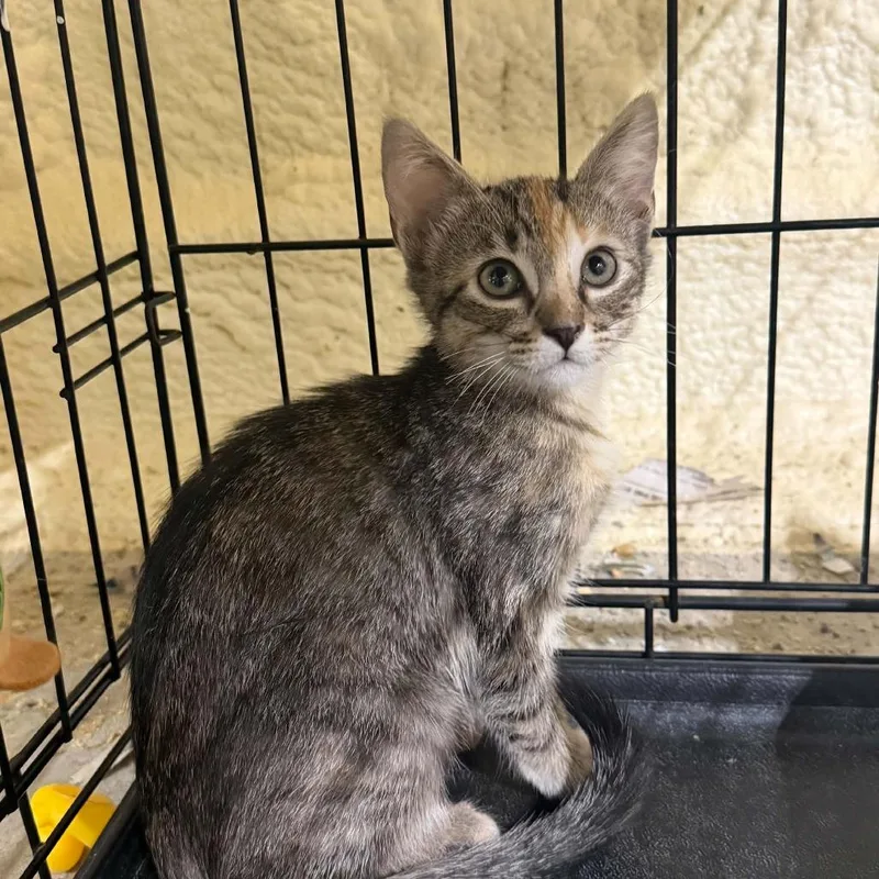 A baby small-sized female Brown / Chocolate Domestic Short Hair cat named Olive for adoption in Hattiesburg, MS