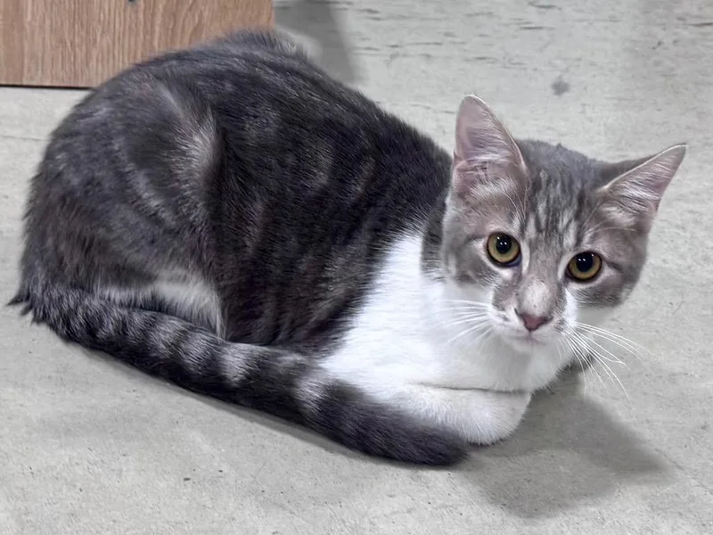 A baby small-sized male Tabby cat named John Wick for adoption in Powell, OH