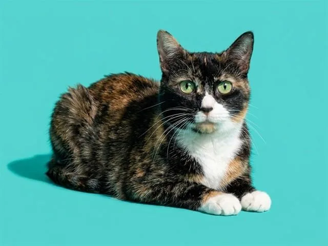 An adult large-sized female Domestic Short Hair cat named Baby for adoption in Jacksonville, FL