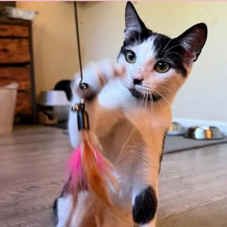 A young medium-sized female White Domestic Short Hair cat named Lani for adoption in Sunnyvale, CA